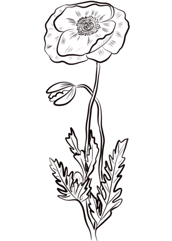 Red Poppy Coloring Page